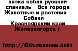 вязка собак русский спаниель - Все города Животные и растения » Собаки   . Красноярский край,Железногорск г.